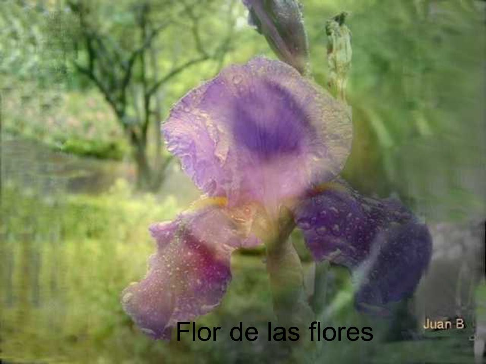 Flor de las flores