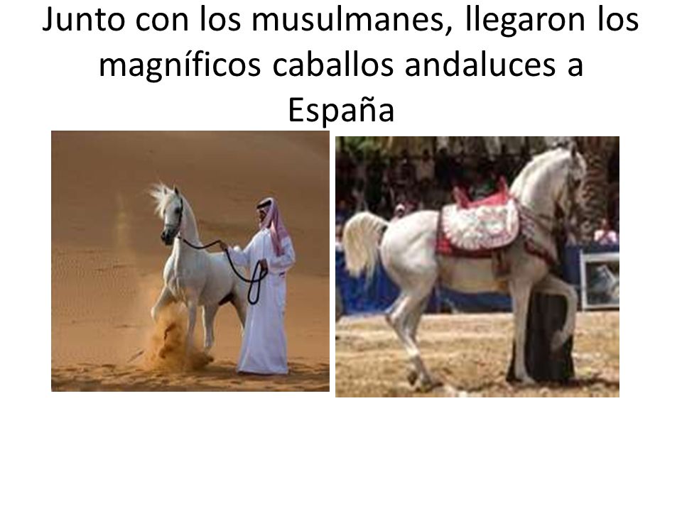 Junto con los musulmanes, llegaron los magníficos caballos andaluces a España
