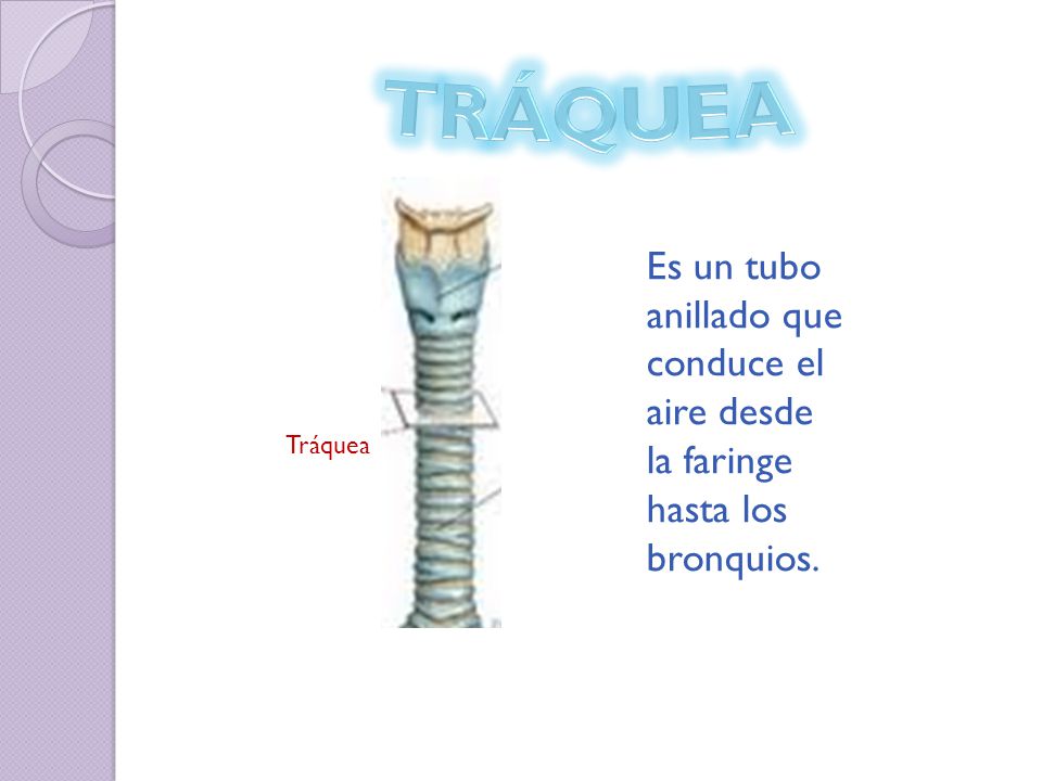 TRÁQUEA Es un tubo anillado que conduce el aire desde la faringe hasta los bronquios. Tráquea