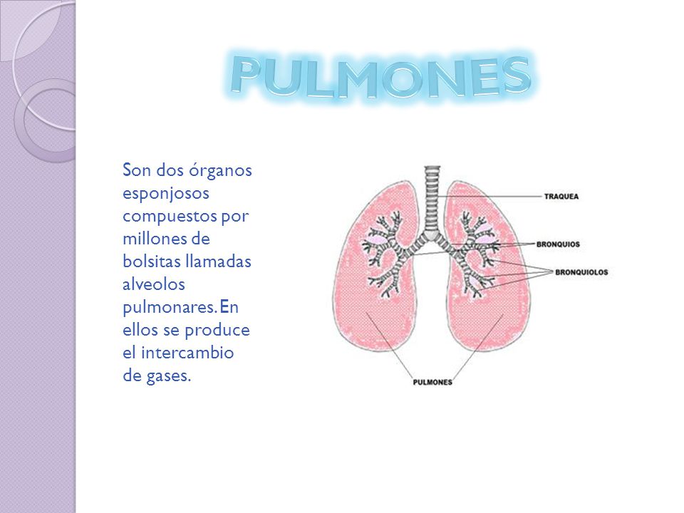 PULMONES Son dos órganos esponjosos compuestos por millones de bolsitas llamadas alveolos pulmonares.