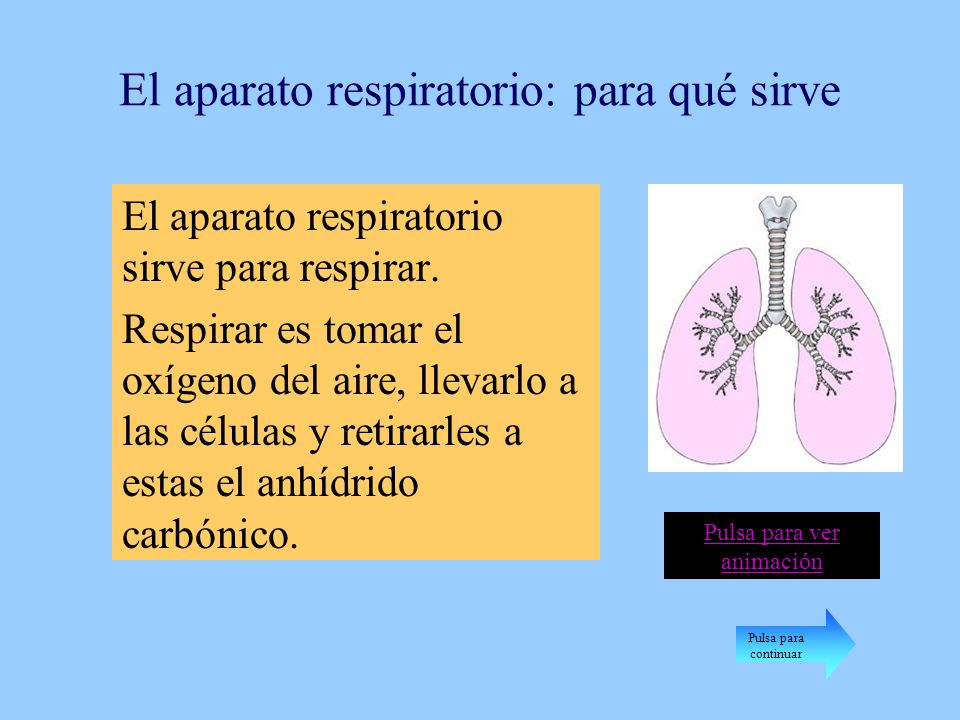 El aparato respiratorio: para qué sirve
