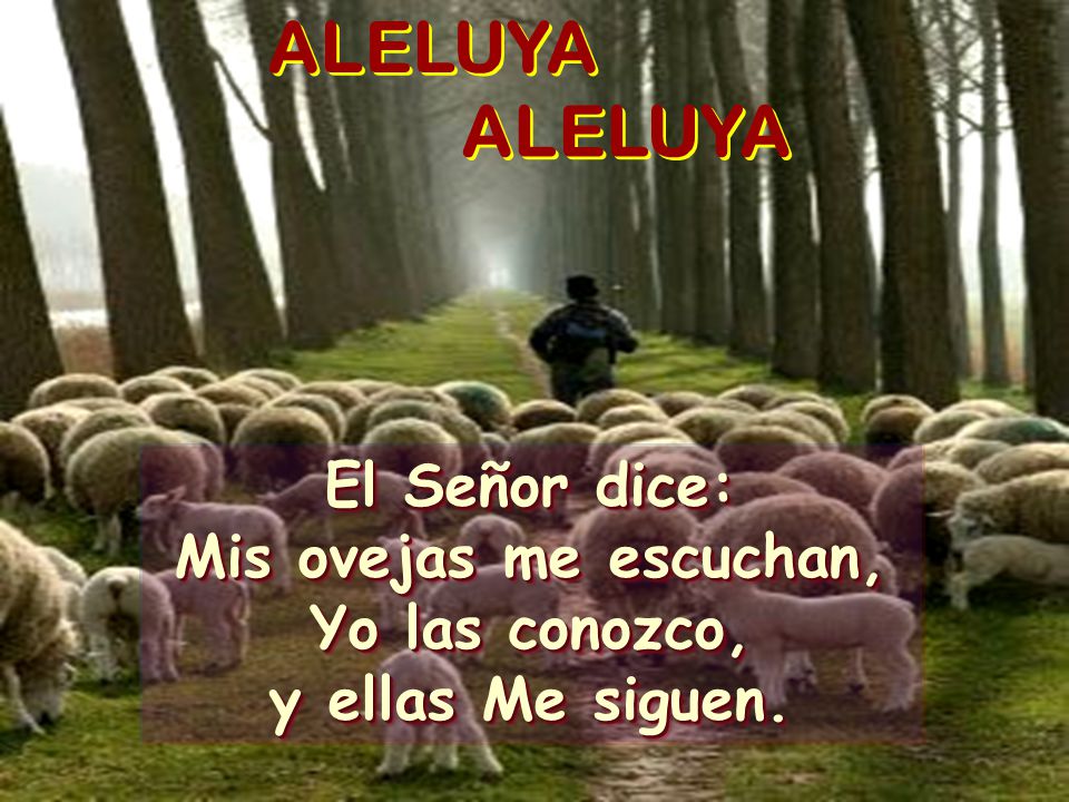 ALELUYA ALELUYA El Señor dice: Mis ovejas me escuchan, Yo las conozco,