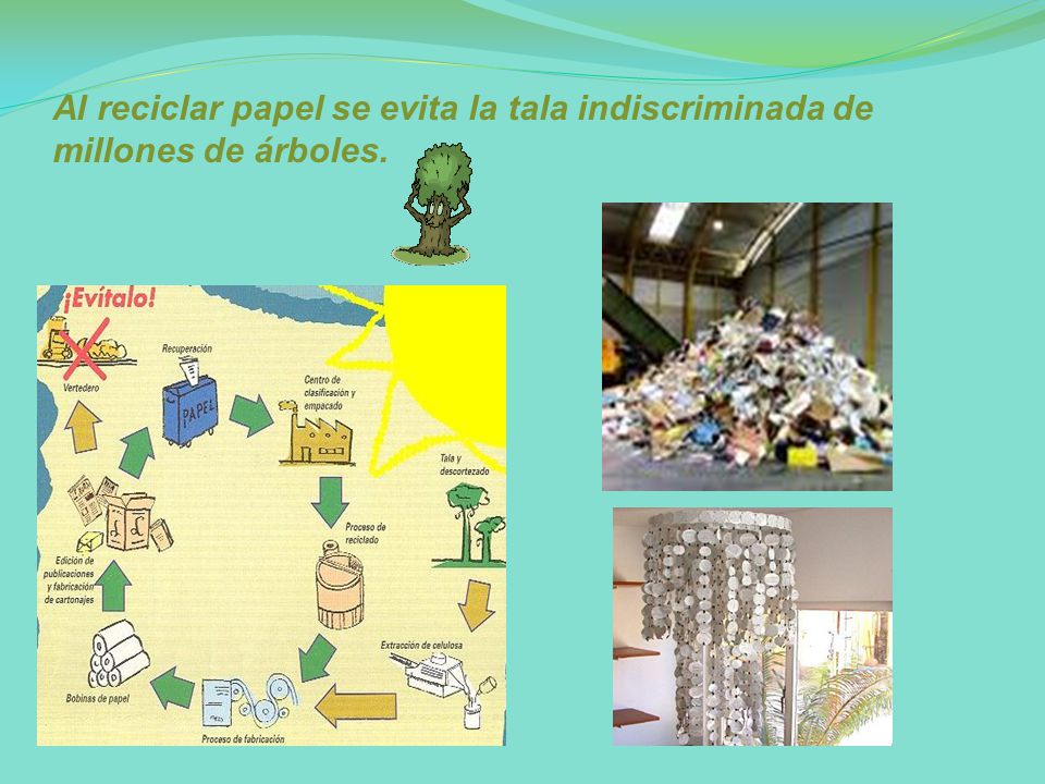 Al reciclar papel se evita la tala indiscriminada de millones de árboles.