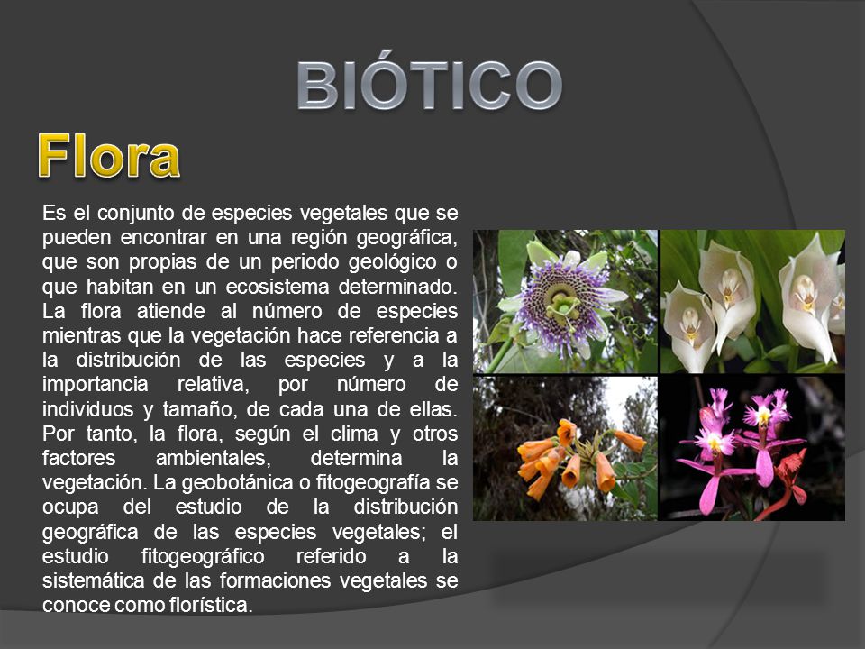 BIÓTICO Flora.