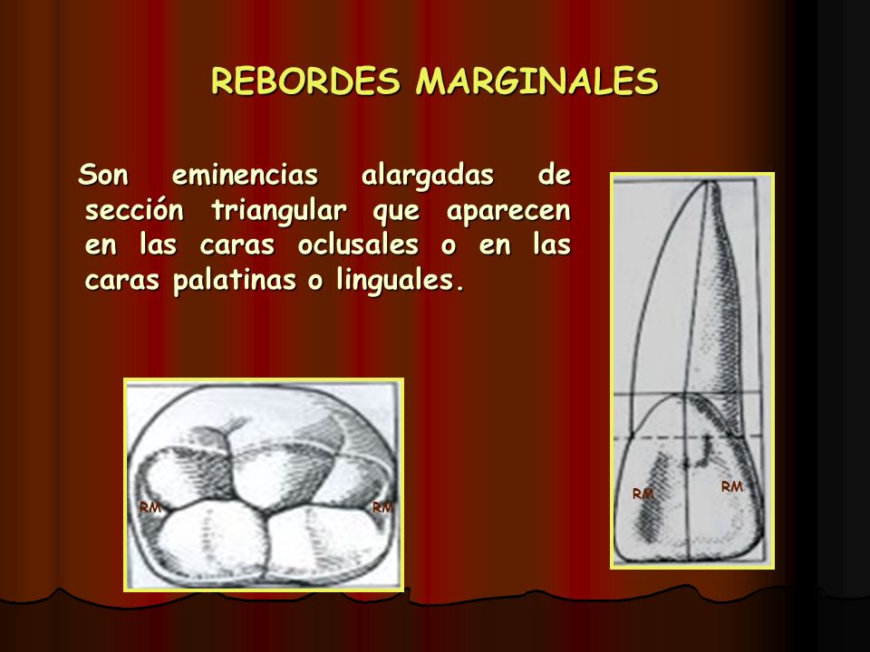 REBORDES MARGINALES Son eminencias alargadas de sección triangular que aparecen en las caras oclusales o en las caras palatinas o linguales.