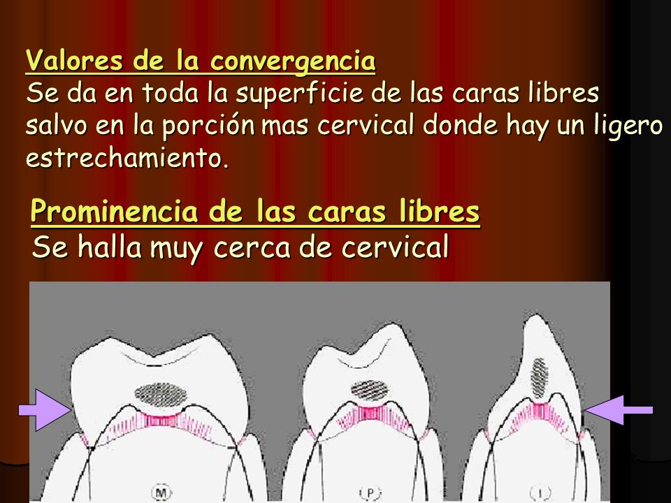 Prominencia de las caras libres Se halla muy cerca de cervical