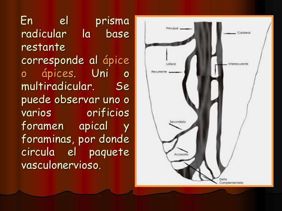 En el prisma radicular la base restante corresponde al ápice o ápices