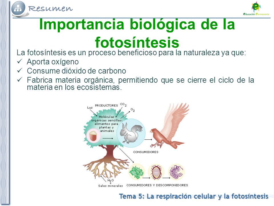 Importancia biológica de la fotosíntesis