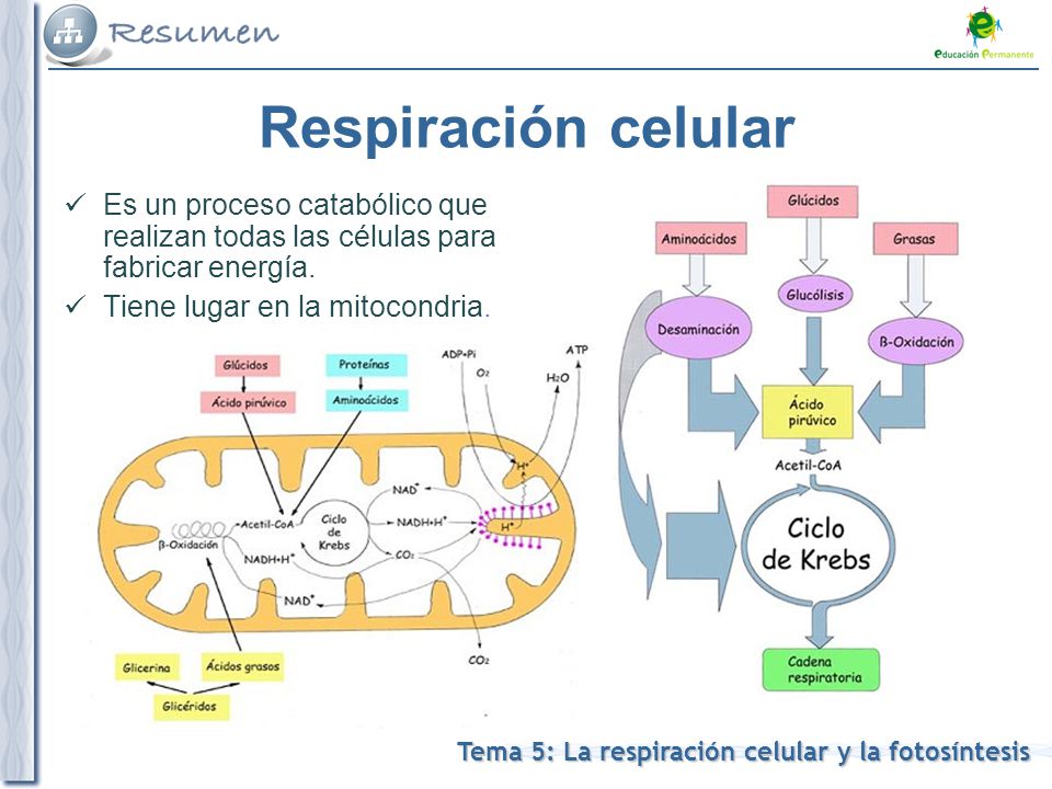 Respiración celular Es un proceso catabólico que realizan todas las células para fabricar energía.