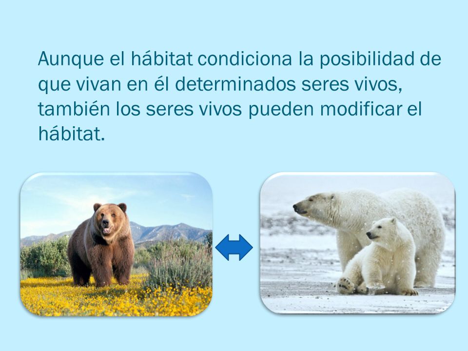 Aunque el hábitat condiciona la posibilidad de que vivan en él determinados seres vivos, también los seres vivos pueden modificar el hábitat.