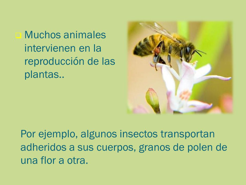 Muchos animales intervienen en la reproducción de las plantas..