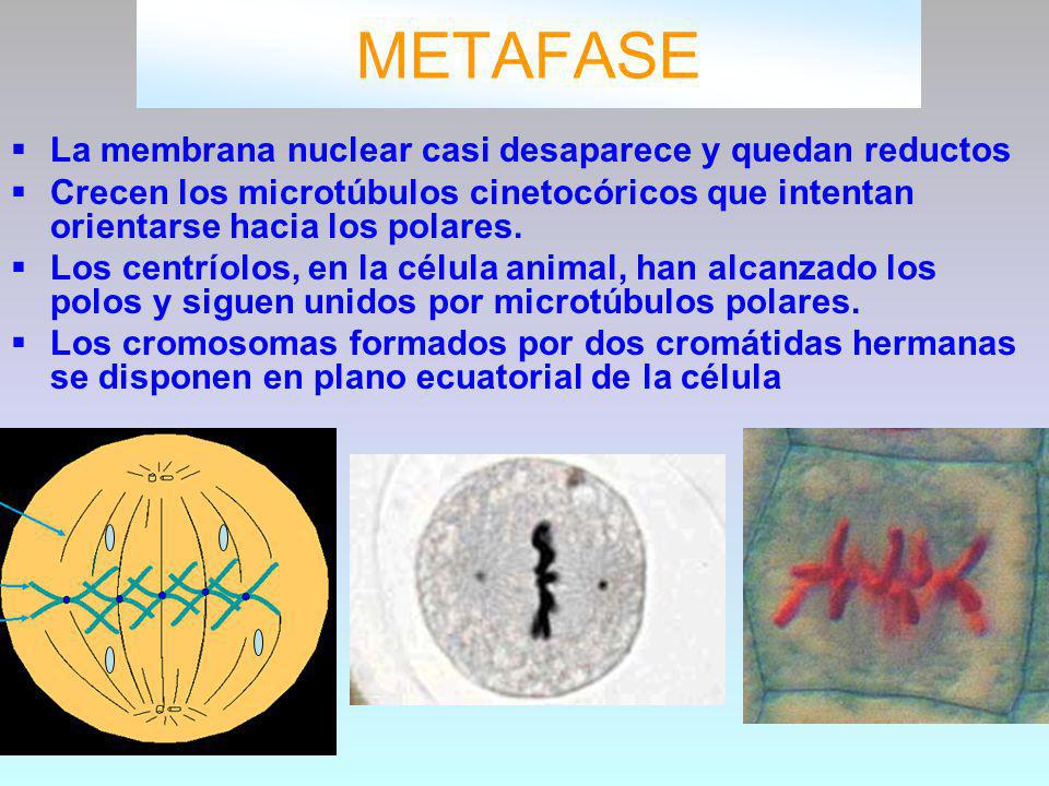 METAFASE La membrana nuclear casi desaparece y quedan reductos