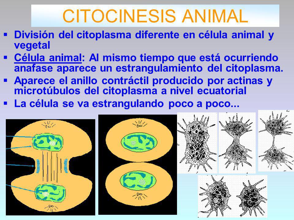CITOCINESIS ANIMAL División del citoplasma diferente en célula animal y vegetal.