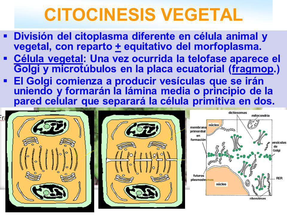 CITOCINESIS VEGETAL División del citoplasma diferente en célula animal y vegetal, con reparto + equitativo del morfoplasma.