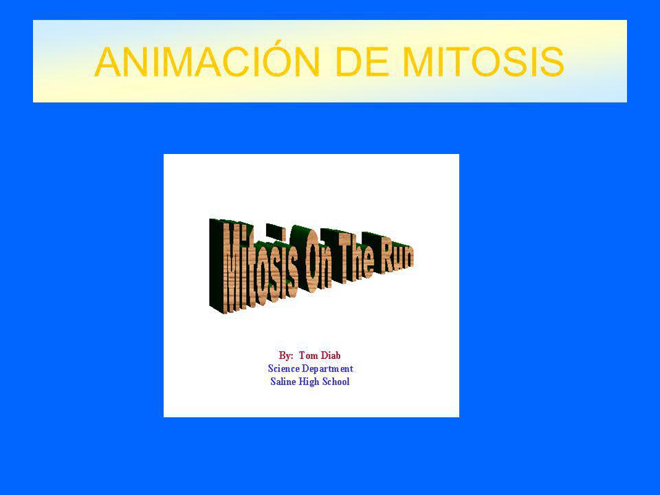 ANIMACIÓN DE MITOSIS