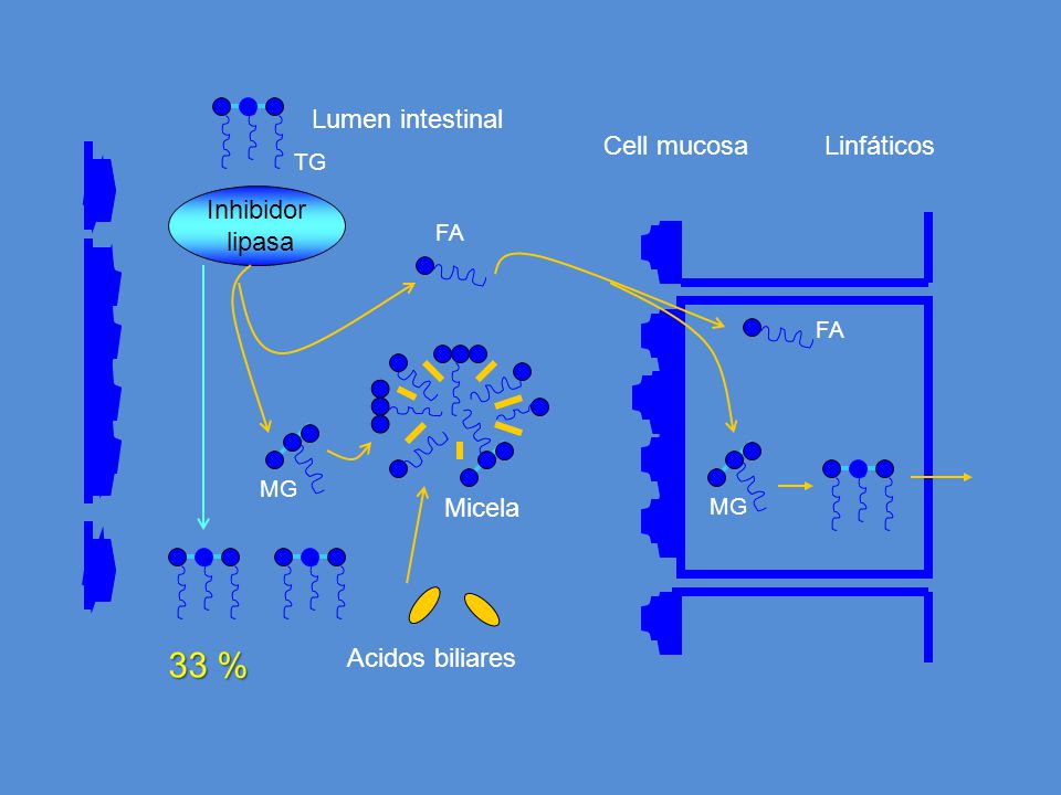 33 % Lumen intestinal Cell mucosa Linfáticos Inhibidor lipasa Micela