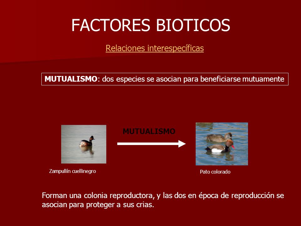 FACTORES BIOTICOS Relaciones interespecíficas