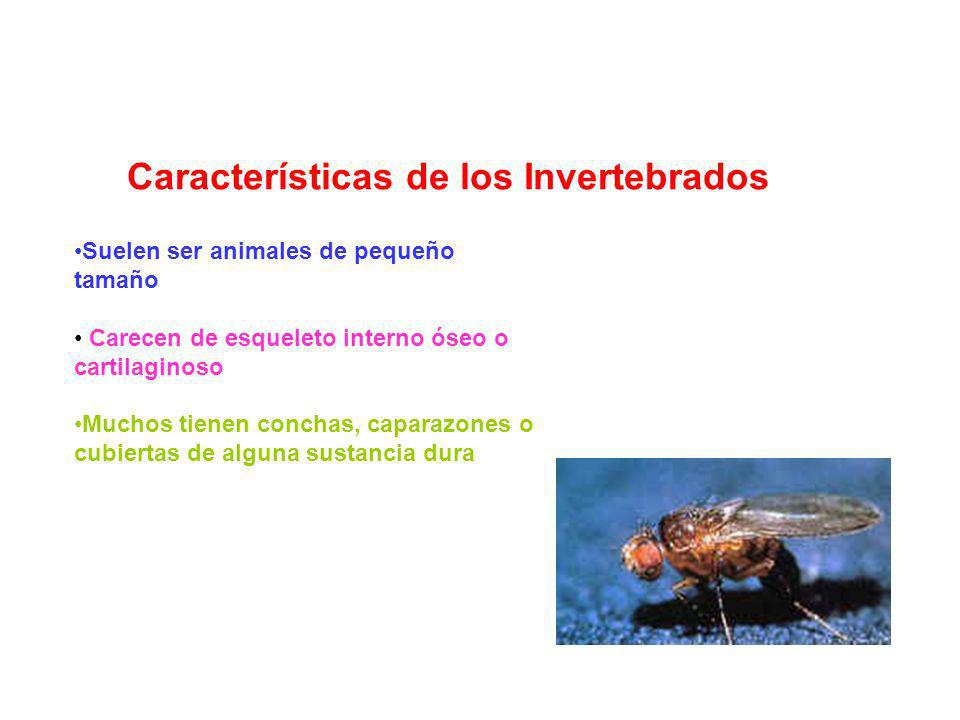 Características de los Invertebrados