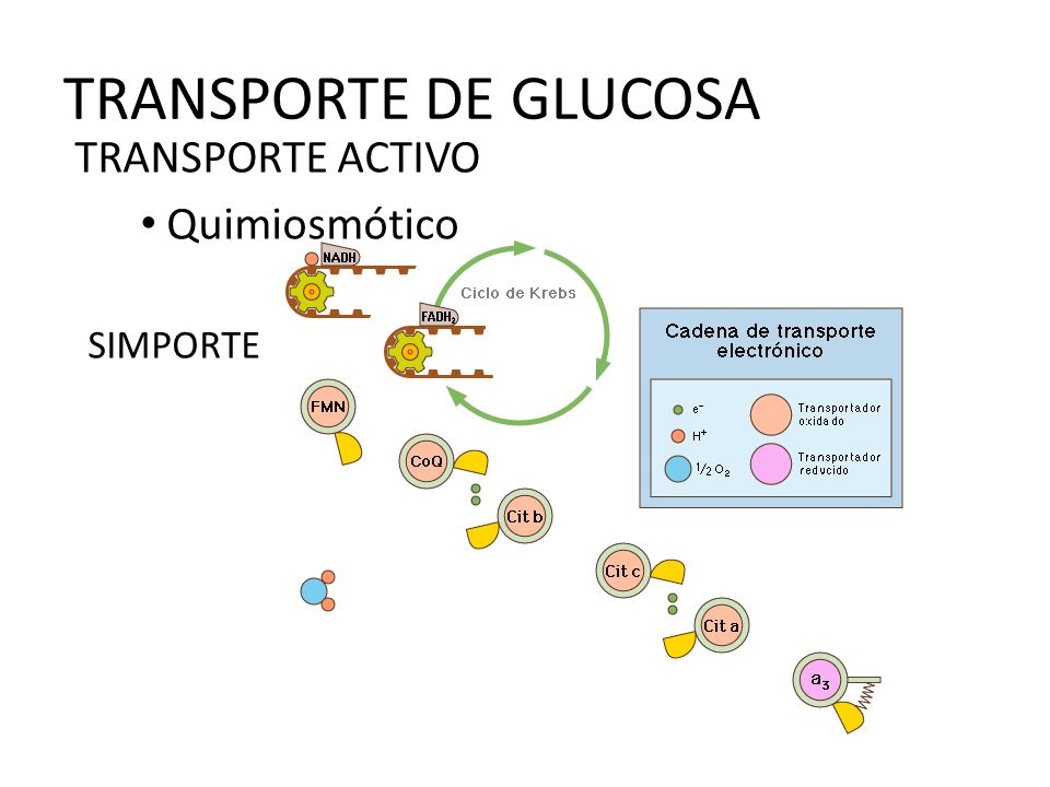 TRANSPORTE DE GLUCOSA TRANSPORTE ACTIVO Quimiosmótico SIMPORTE