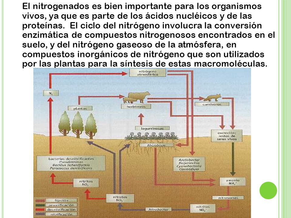 El nitrogenados es bien importante para los organismos vivos, ya que es parte de los ácidos nucléicos y de las proteínas. El ciclo del nitrógeno involucra la conversión enzimática de compuestos nitrogenosos encontrados en el suelo, y del nitrógeno gaseoso de la atmósfera, en compuestos inorgánicos de nitrógeno que son utilizados por las plantas para la síntesis de estas macromoléculas.