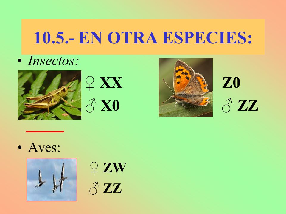 EN OTRA ESPECIES: Insectos: ♀ XX ♀ Z0 ♂ X0 ♂ ZZ Aves: ♀ ZW ♂ ZZ