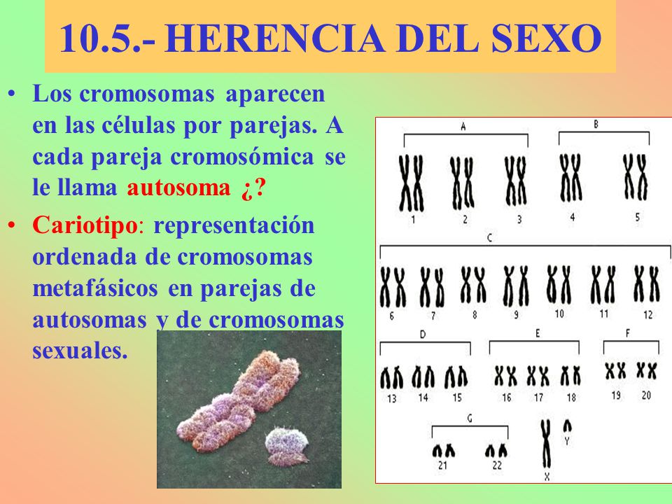 HERENCIA DEL SEXO Los cromosomas aparecen en las células por parejas. A cada pareja cromosómica se le llama autosoma ¿