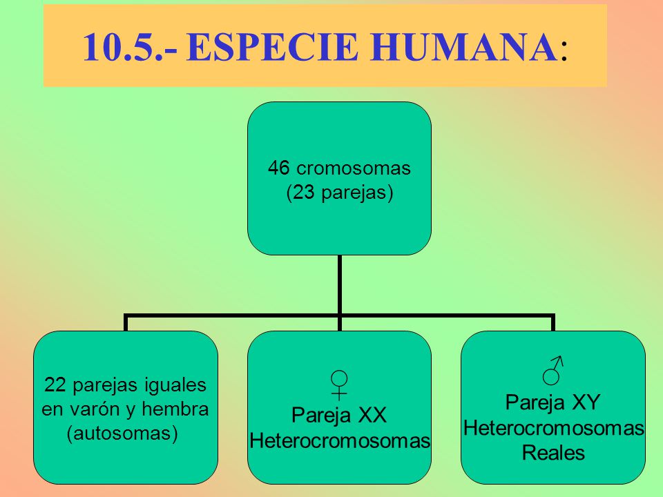 ESPECIE HUMANA: