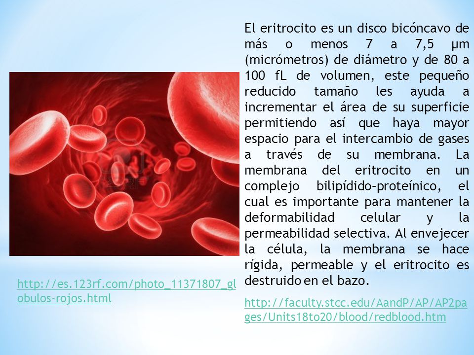 El eritrocito es un disco bicóncavo de más o menos 7 a 7,5 μm (micrómetros) de diámetro y de 80 a 100 fL de volumen, este pequeño reducido tamaño les ayuda a incrementar el área de su superficie permitiendo así que haya mayor espacio para el intercambio de gases a través de su membrana. La membrana del eritrocito en un complejo bilipídido–proteínico, el cual es importante para mantener la deformabilidad celular y la permeabilidad selectiva. Al envejecer la célula, la membrana se hace rígida, permeable y el eritrocito es destruido en el bazo.