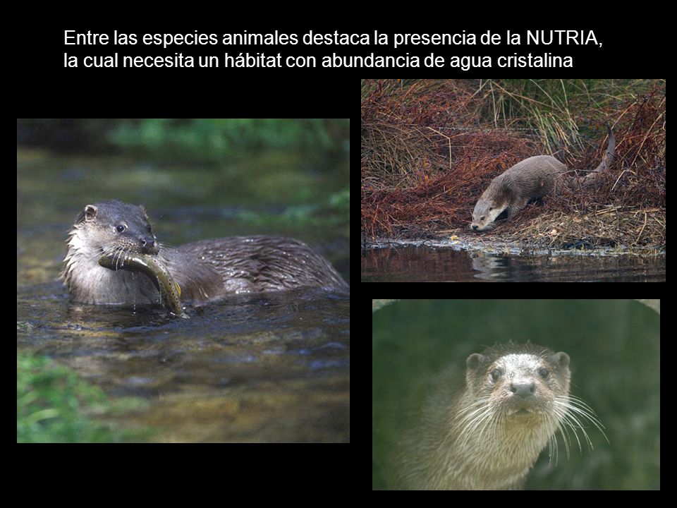 Entre las especies animales destaca la presencia de la NUTRIA, la cual necesita un hábitat con abundancia de agua cristalina