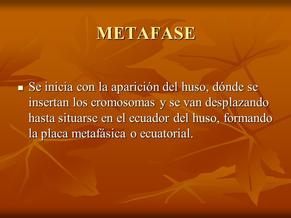 METAFASE