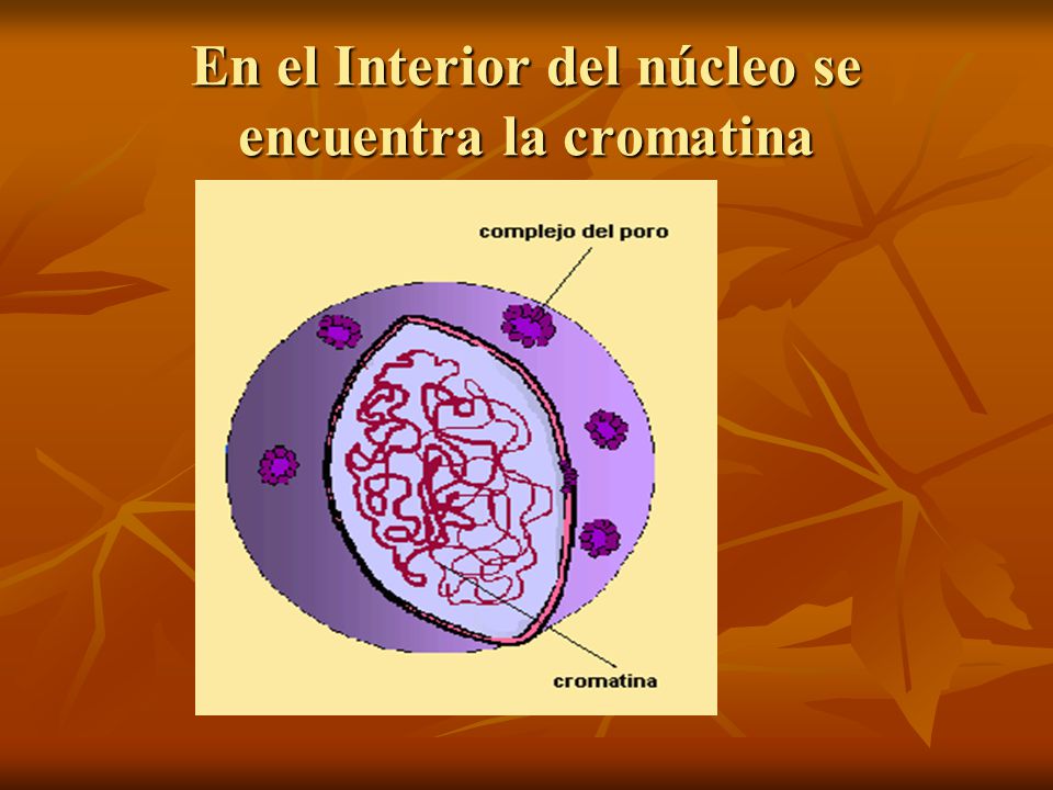 En el Interior del núcleo se encuentra la cromatina