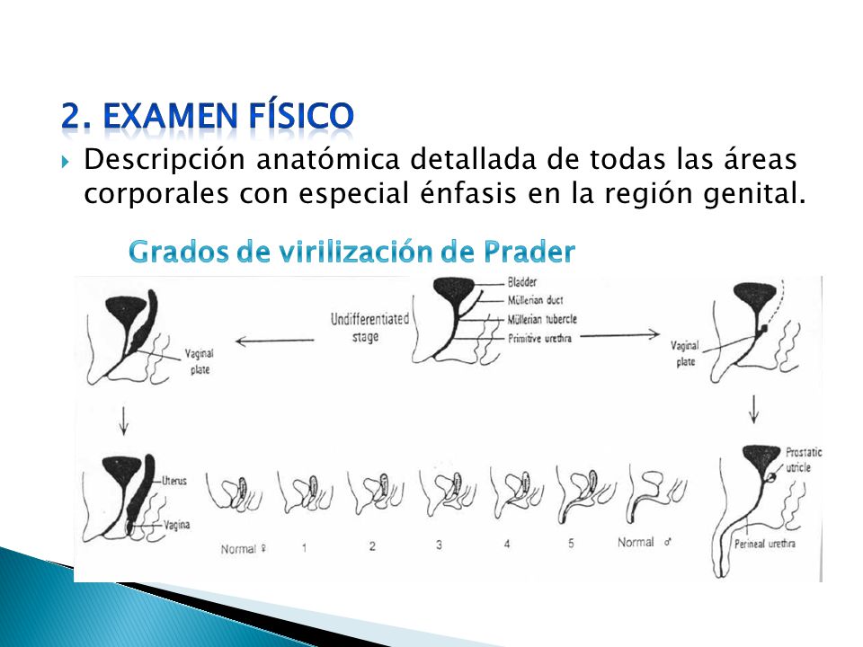 2. EXAMEN FÍSICO Descripción anatómica detallada de todas las áreas corporales con especial énfasis en la región genital.