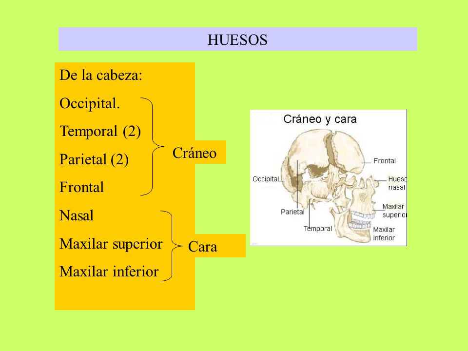 HUESOS De la cabeza: Occipital. Temporal (2) Parietal (2) Frontal. Nasal. Maxilar superior. Maxilar inferior.