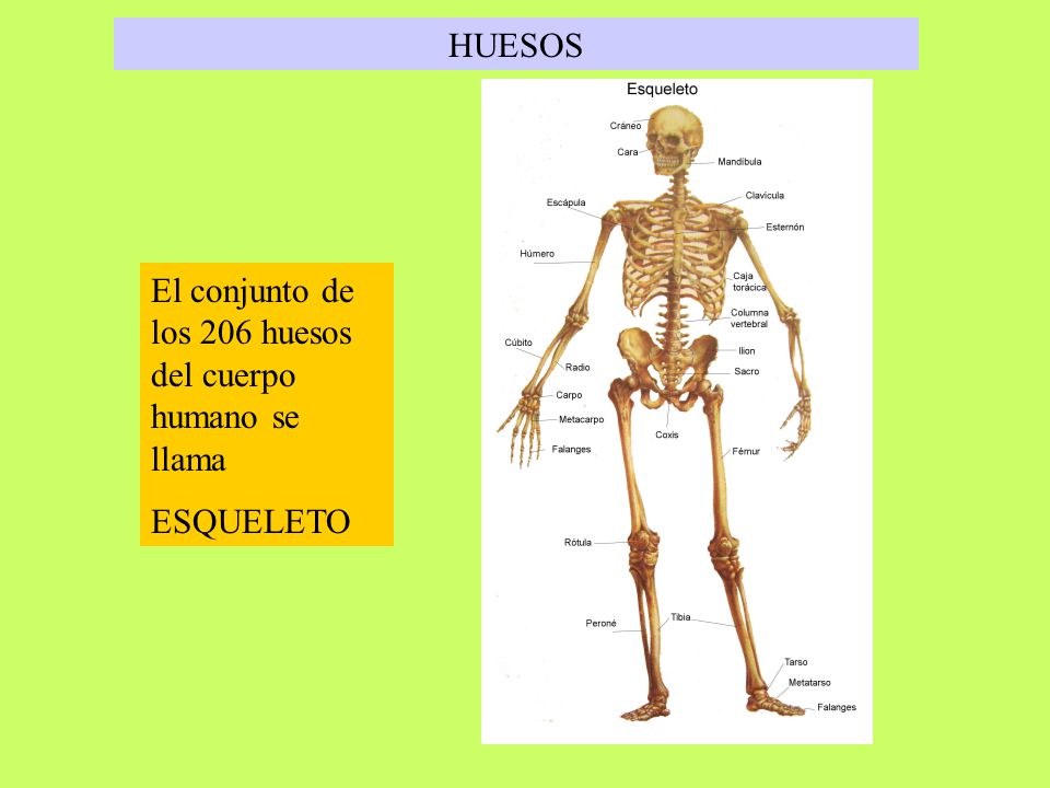 HUESOS El conjunto de los 206 huesos del cuerpo humano se llama ESQUELETO