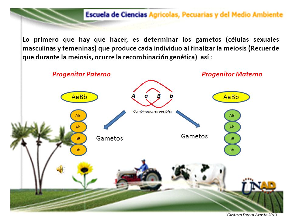 Lo primero que hay que hacer, es determinar los gametos (células sexuales masculinas y femeninas) que produce cada individuo al finalizar la meiosis (Recuerde que durante la meiosis, ocurre la recombinación genética) así :