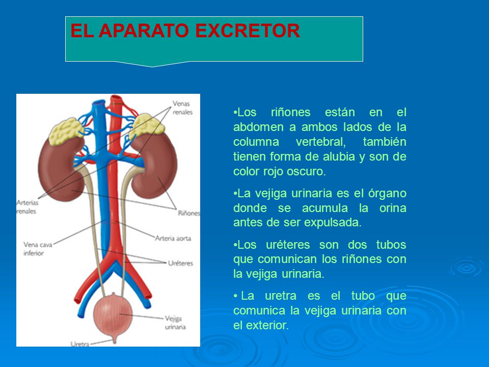 EL APARATO EXCRETOR Los riñones están en el abdomen a ambos lados de la columna vertebral, también tienen forma de alubia y son de color rojo oscuro.