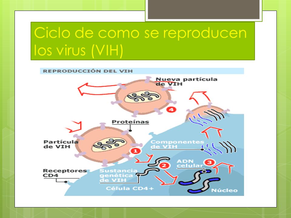 Ciclo de como se reproducen los virus (VIH)