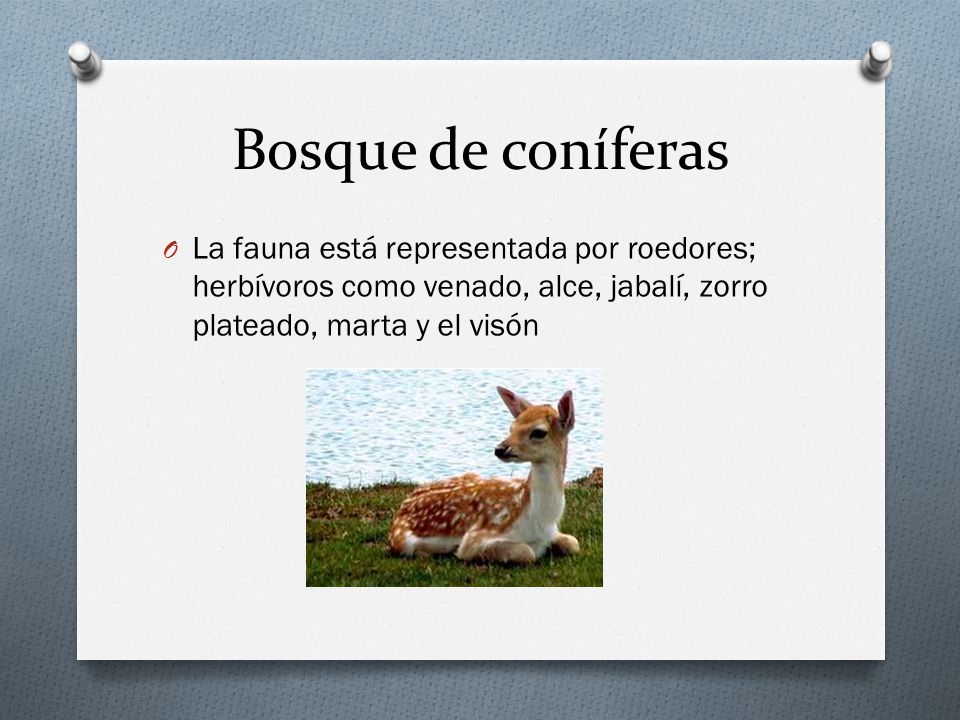 Bosque de coníferas La fauna está representada por roedores; herbívoros como venado, alce, jabalí, zorro plateado, marta y el visón.