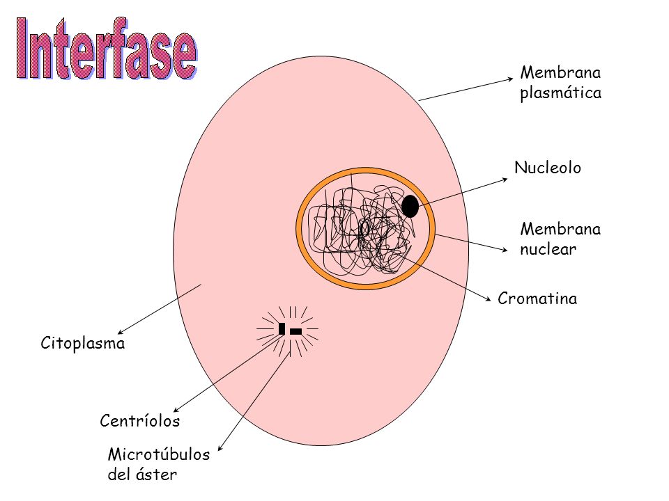 Membrana plasmática. Nucleolo. Membrana. nuclear. Cromatina. Citoplasma. Centríolos. Microtúbulos.