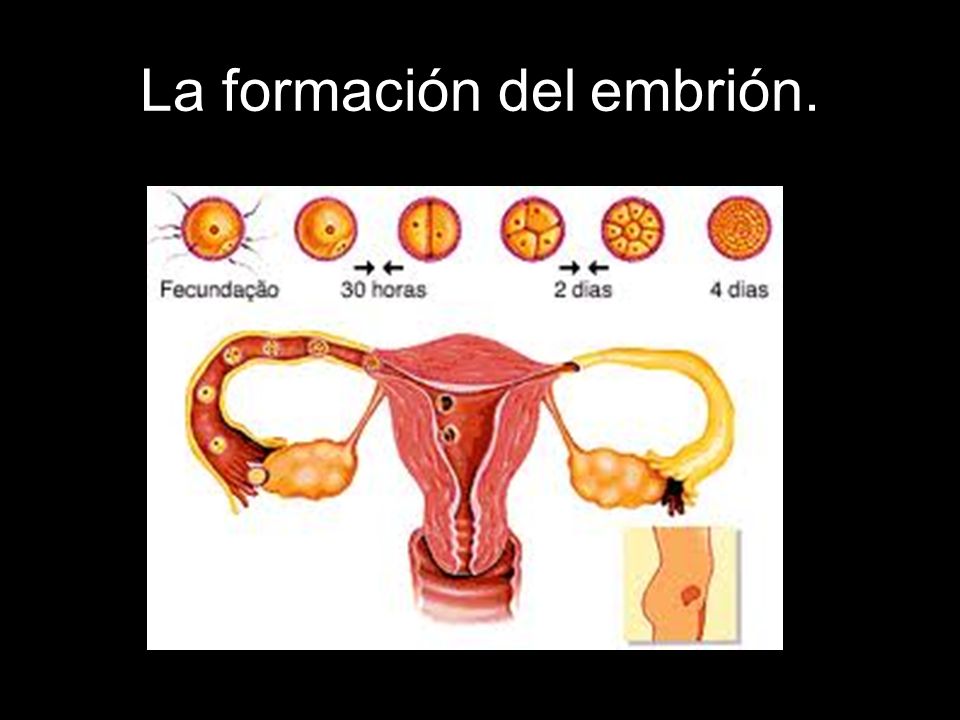 La formación del embrión.
