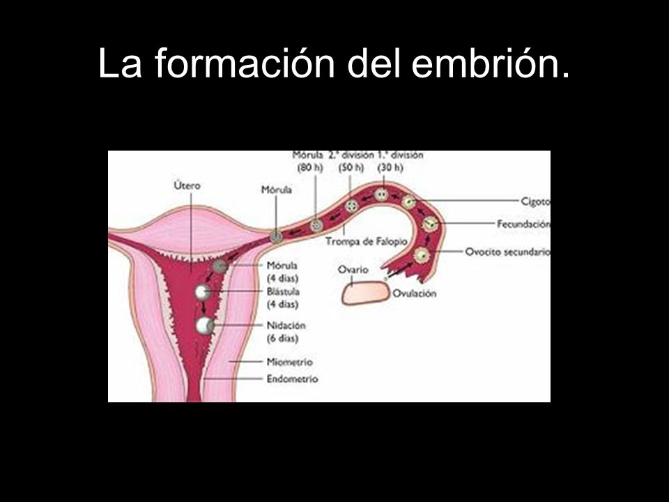 La formación del embrión.