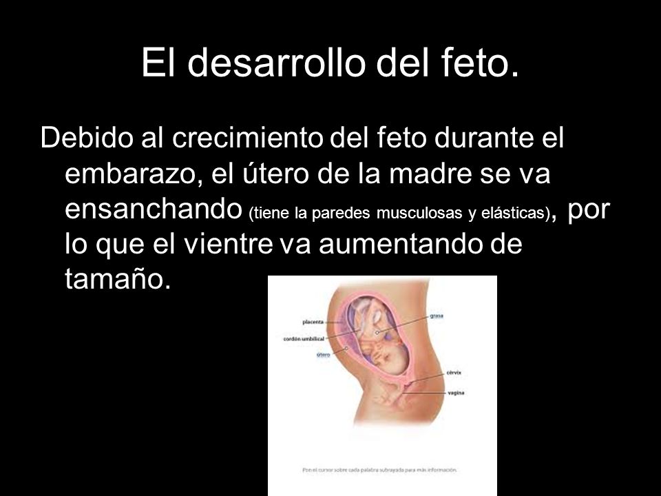 El desarrollo del feto.