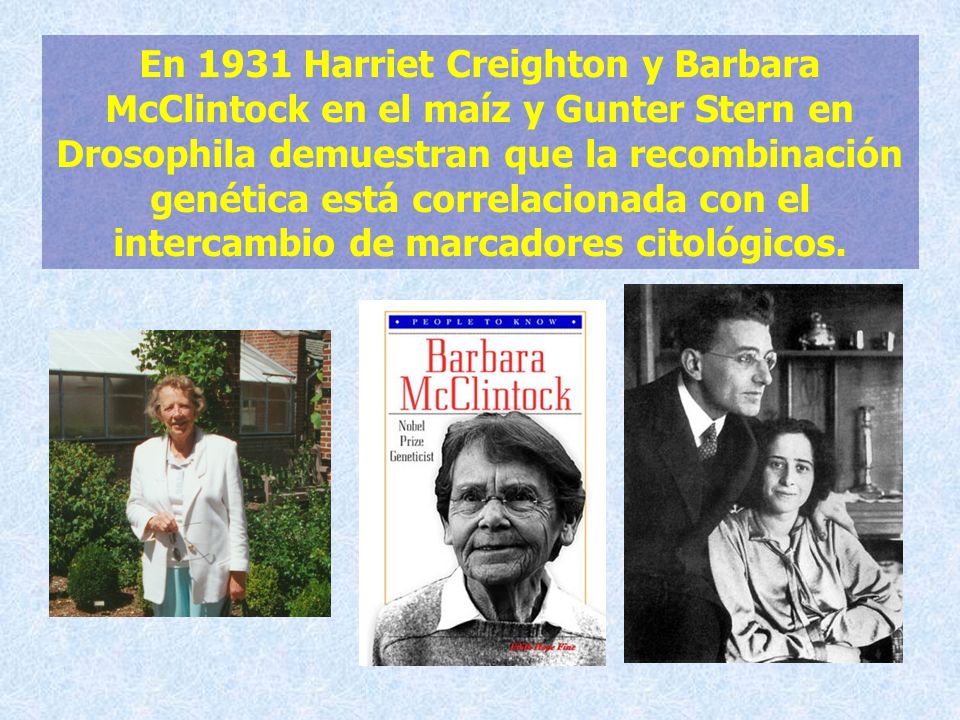 En 1931 Harriet Creighton y Barbara McClintock en el maíz y Gunter Stern en Drosophila demuestran que la recombinación genética está correlacionada con el intercambio de marcadores citológicos.