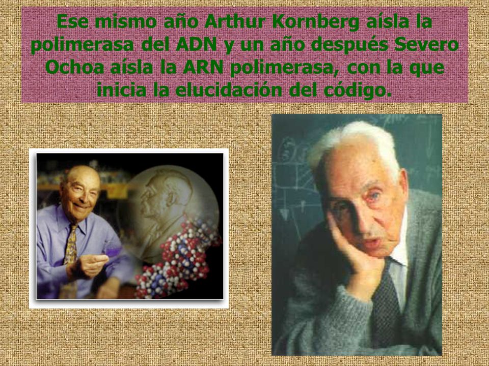 Ese mismo año Arthur Kornberg aísla la polimerasa del ADN y un año después Severo Ochoa aísla la ARN polimerasa, con la que inicia la elucidación del código.