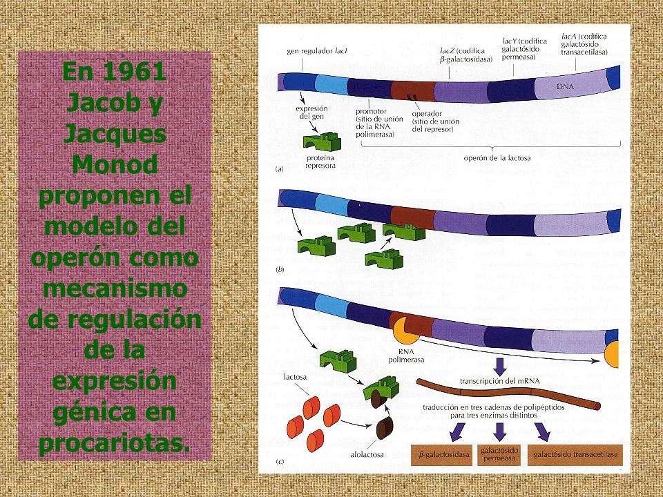 En 1961 Jacob y Jacques Monod proponen el modelo del operón como mecanismo de regulación de la expresión génica en procariotas.