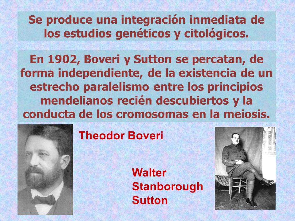 Se produce una integración inmediata de los estudios genéticos y citológicos.