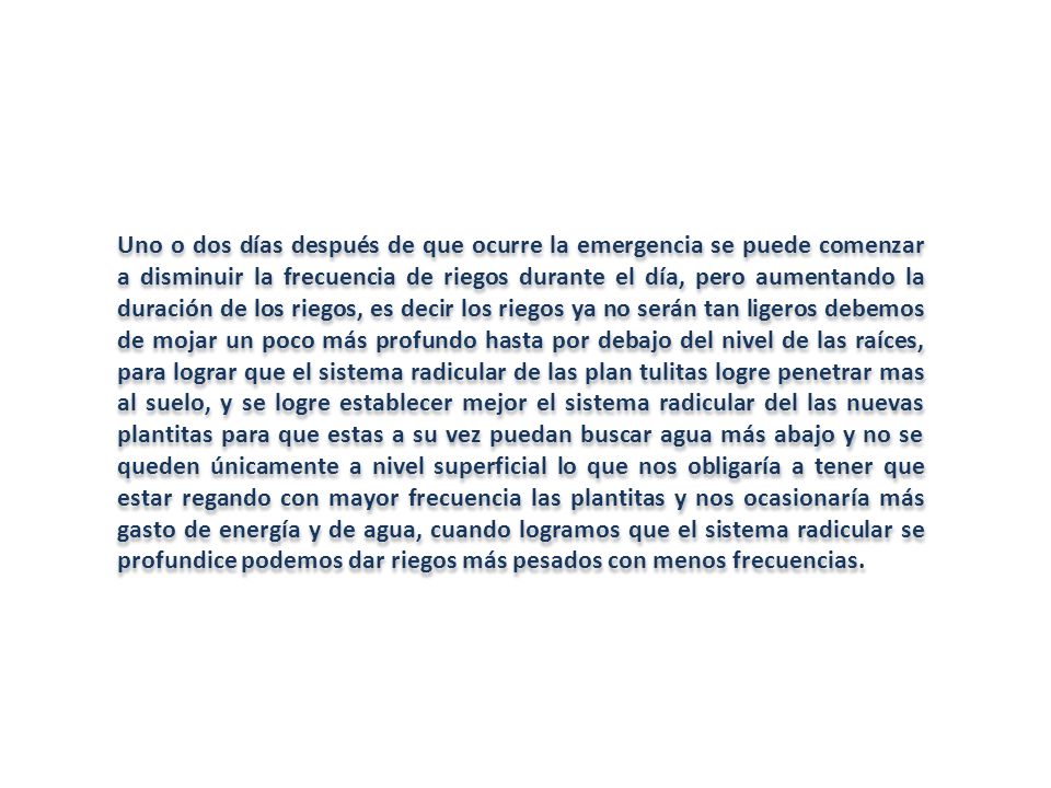Uno o dos días después de que ocurre la emergencia se puede comenzar a disminuir la frecuencia de riegos durante el día, pero aumentando la duración de los riegos, es decir los riegos ya no serán tan ligeros debemos de mojar un poco más profundo hasta por debajo del nivel de las raíces, para lograr que el sistema radicular de las plan tulitas logre penetrar mas al suelo, y se logre establecer mejor el sistema radicular del las nuevas plantitas para que estas a su vez puedan buscar agua más abajo y no se queden únicamente a nivel superficial lo que nos obligaría a tener que estar regando con mayor frecuencia las plantitas y nos ocasionaría más gasto de energía y de agua, cuando logramos que el sistema radicular se profundice podemos dar riegos más pesados con menos frecuencias.