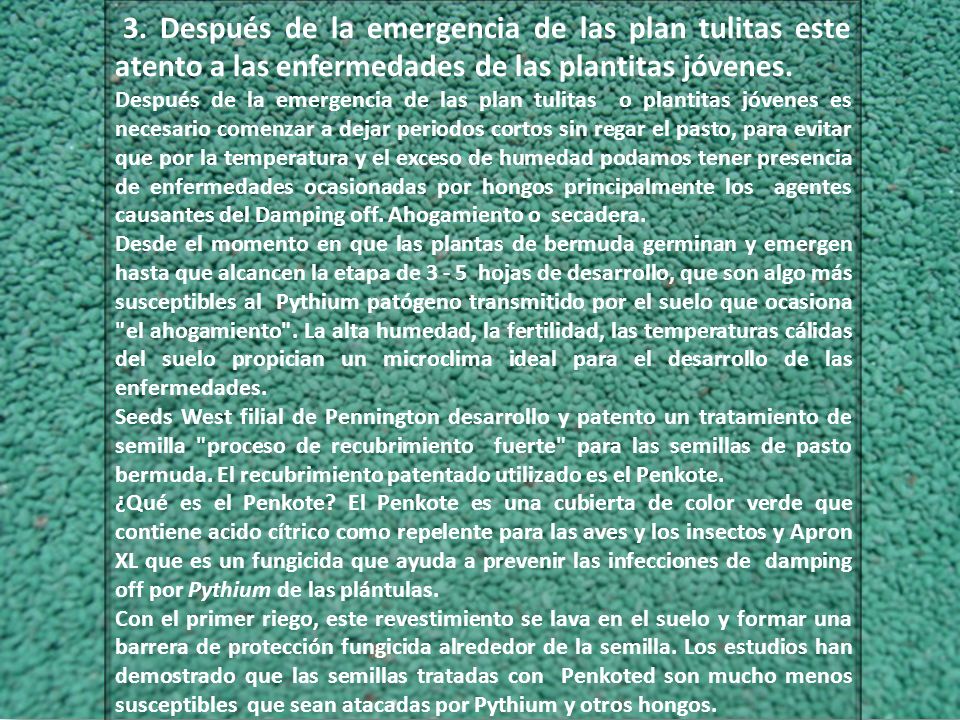3. Después de la emergencia de las plan tulitas este atento a las enfermedades de las plantitas jóvenes.