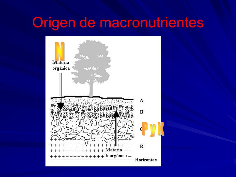 Origen de macronutrientes