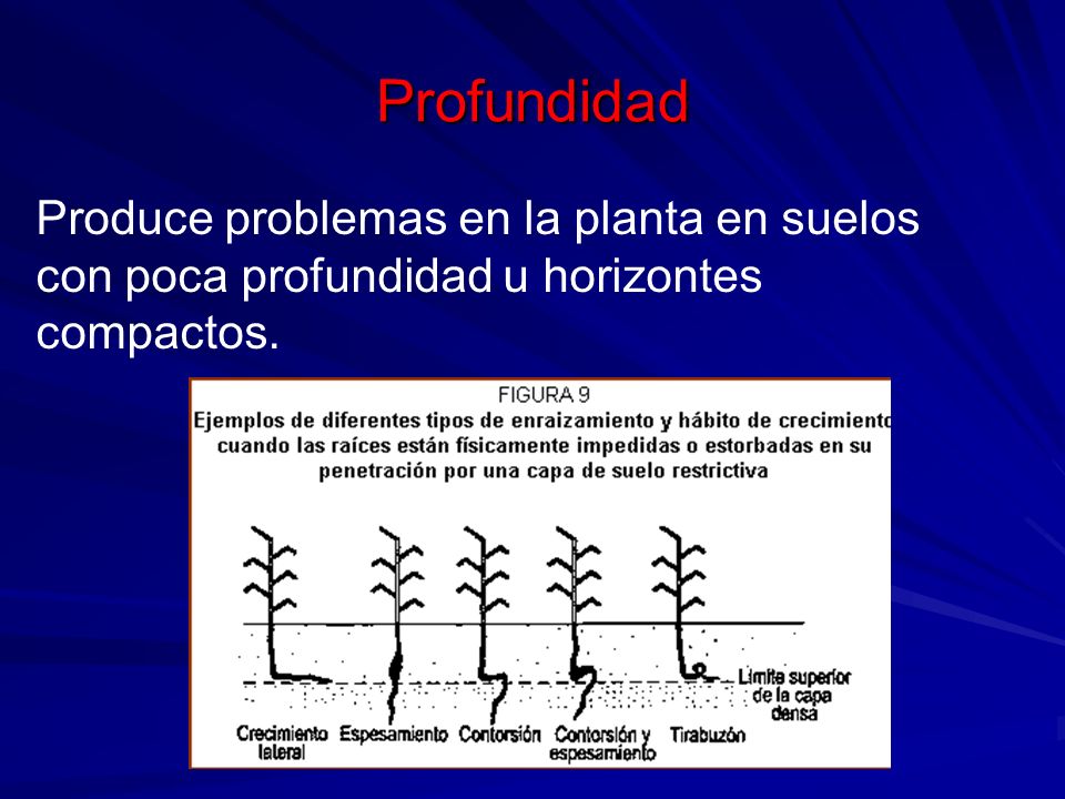 Profundidad Produce problemas en la planta en suelos con poca profundidad u horizontes compactos.